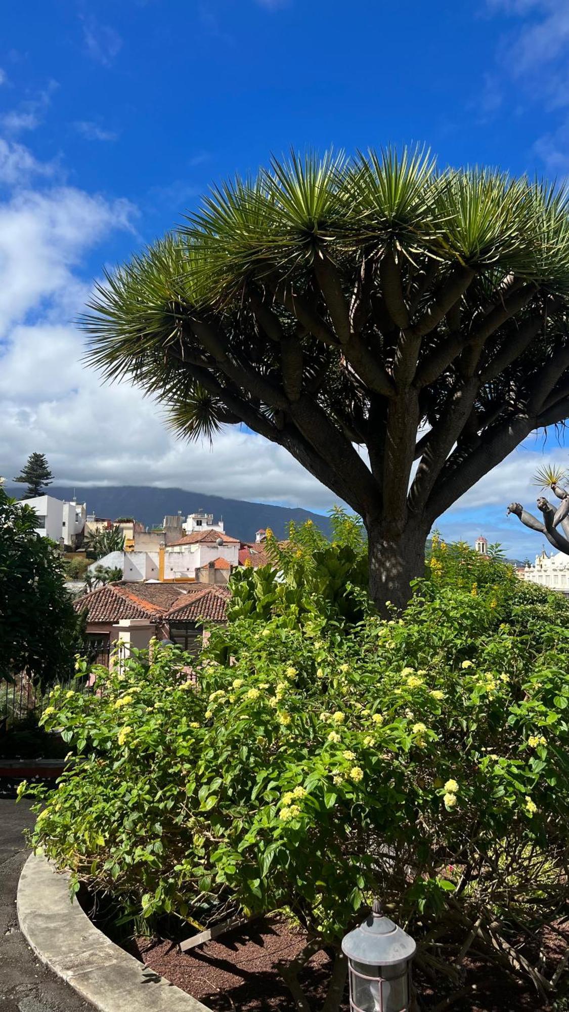 Апартаменты Tenerife Te Espera! Икод-де-лос-Винос Экстерьер фото